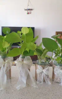 ۶ عدد گلدان شیشه ای کنفی همراه با گل