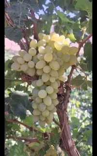 خریدار انگور