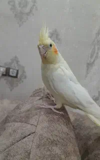 طوطی عروس نر