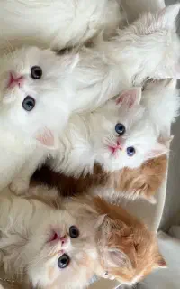 گربه پرشین سوپر فلت ناز