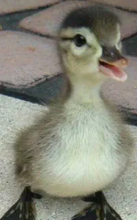 اردک