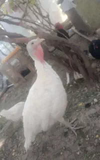 بوقلمون
