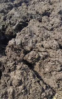 فروش کود گاوی مرغوب