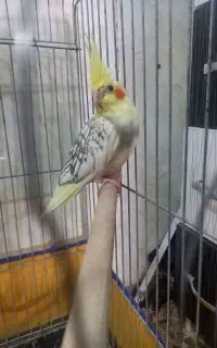 عروس هلندی