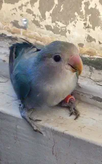 کوتوله