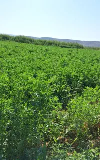 یونجه فروشی
