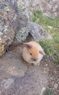 خرگوش لوپی زرنگ