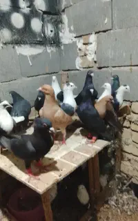 ۲۴تا هستن بیشتر نرن
