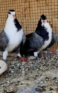 یه دمگیر دوبهر بپر