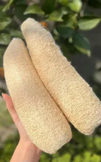 فروش گیاه لوفا