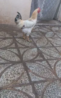 بچه خروس