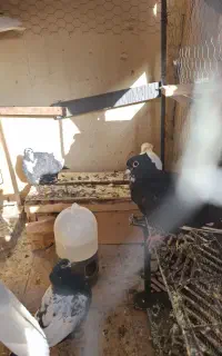 جوجه پلنگ