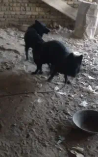 یک جفت ژرمن شپردبلک