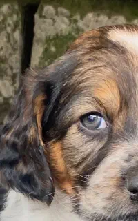 واگذاری سگ شکاری اصل المانی