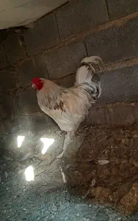 فروش مرغ محلی تخم گذار