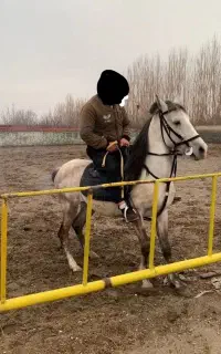 اسب نژاد کورد فروش خیلی فوری‌