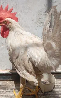 خروس و جوجه اردک