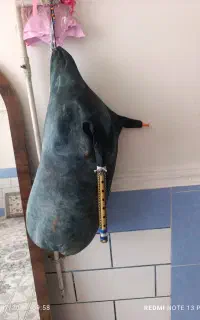 نی انبان
