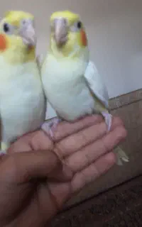 عروس هلندی