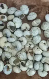 فروش حلزون