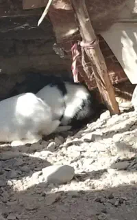 خرگوش
