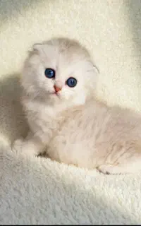 گربه های جذاب ‌خاص