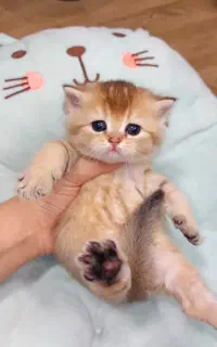 گربه هـ  ای خارق العاده