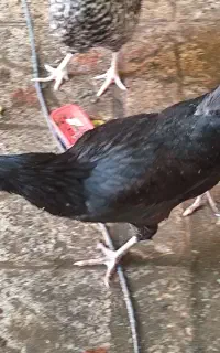 چهار عدد مرغ