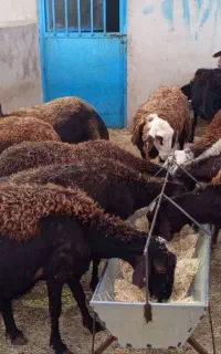تعداد ۱۵ راس میش و شیشک