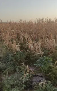 ذرت دانه ای