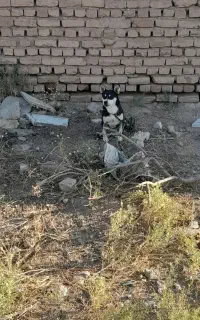 سگ نگهبان