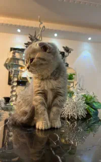 گربه بریتیش