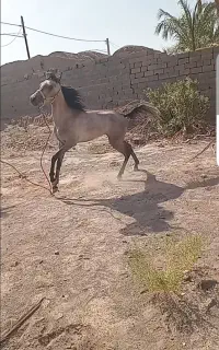 اسب ۳ساله نریون معاوضه