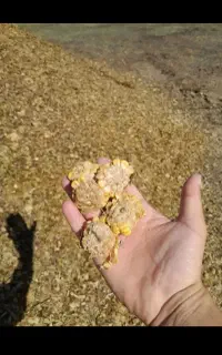 ذرت علوفه ای