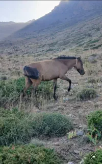 فروش اسب ماده