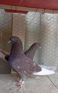 کبوتر سرخ و شازده سیاه