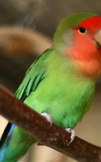 طوطی برزیلی گمشذه