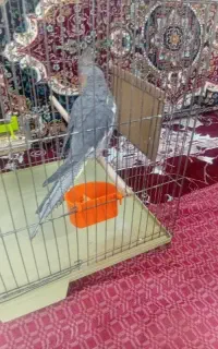جوجه عروس هلندی