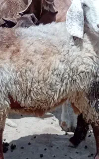 تابتهببامژبنرببلر
