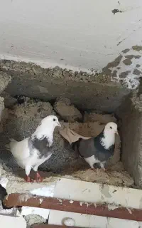 یک جفت کبوتر شازده و ۲تا کبوتر دیگه فقط ۱۲۰۰