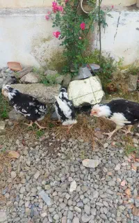 حیوانات