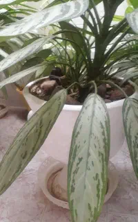 گل طبیعی اگلونما