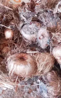 پیاز . زعفران.