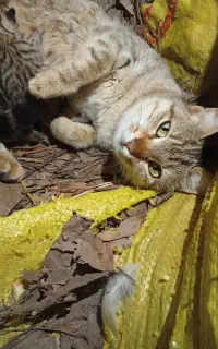 واگذاری بچه گربه