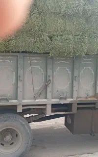یونجه نازک وپربرگ سرخس