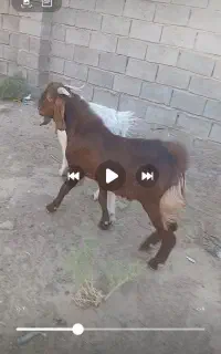 دو عدد کعره نر چاق