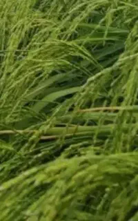 بزر ندا وفجر کماسی