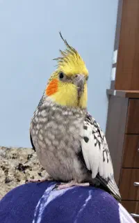گمشده تماس بگیرید