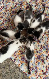 واگذاری بچه گربه ۲ ماهه