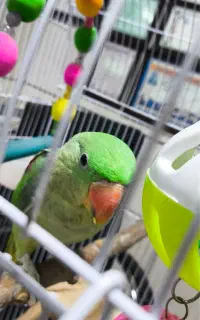 شاه طوطی گمشده